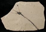 Fossil Caesalpinia Leaf & Monocot - Green River Formation #16327-2